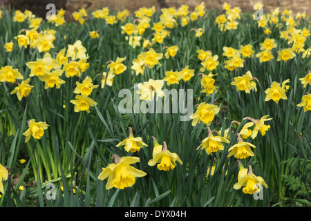 Daffodils dorato in primavera. Foto Stock