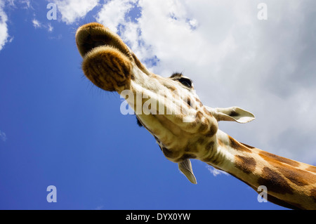 Maschio camelopardalis giraffa della testa e del collo dal basso contro un cielo blu Foto Stock