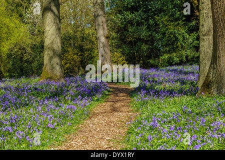 Un bluebell wood nel Surrey in primavera Foto Stock