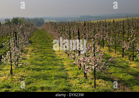 Kent Meleti in Primavera in Fiore Foto Stock