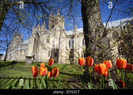 Selby abbey a primavera fondata nel 1069 da Benedetto di Auxerre Nord Yorkshire Regno Unito Foto Stock