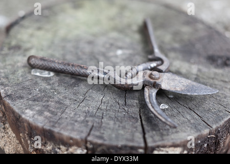 Vecchie e arrugginite cesoia su un log con inghiottire la profondità di campo Foto Stock