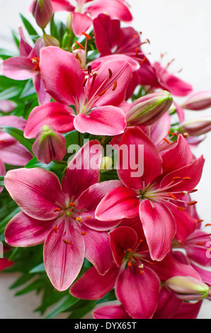 Tre grandi lilly fiorisce in vivo di colore rosa-rosso offrono un esplosione di colori brillanti. Foto Stock