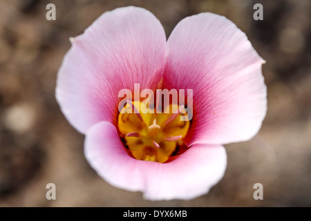 Sego Lily (Calochortus nuttallii) sulla molla di Collo Trail, Island in the Sky District, Canyonlands National Park nello Utah Stati Uniti d'America Foto Stock