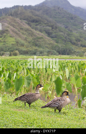 Nene Hawaiian Geese (Branta sandvicensis) coppia accanto al laghetto taro nella Valle Hanalei a Kauai, Hawaii Foto Stock