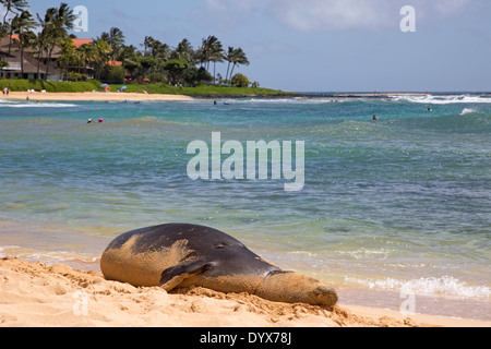 Femmina incinta Hawaiian Monk Seal che riposa sulla spiaggia di Poipu a Kauai, Hawaii (Neomonachus schauinslandi) Foto Stock