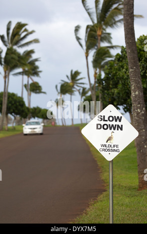 Cartello di attraversamento della fauna selvatica con foto di Nene (oca hawaiana) su strada e in auto Foto Stock