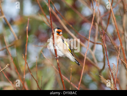 Oro Finch, Otmoor Foto Stock