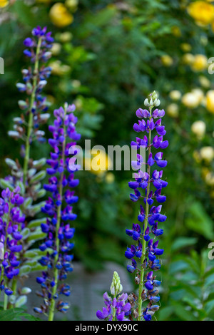 Blu porpora lupini che crescono in un giardino Foto Stock