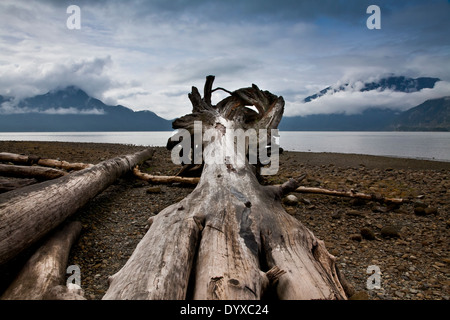 Vista guardando lungo driftwood alberi su di una spiaggia di ciottoli in una calma ingresso circondato da Misty Mountains Foto Stock