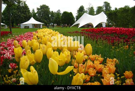 Lubiana. 26 apr 2014. La foto scattata il 26 aprile 2014 illustra i tulipani in Volcji Potok arboreto, un giardino botanico vicino a Kamnik, in Slovenia. © Zhao Yi/Xinhua/Alamy Live News Foto Stock