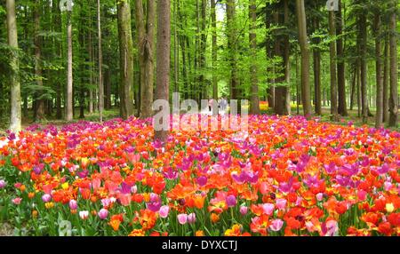 Lubiana. 26 apr 2014. La foto scattata il 26 aprile 2014 illustra i tulipani in Volcji Potok arboreto, un giardino botanico vicino a Kamnik, in Slovenia. © Zhao Yi/Xinhua/Alamy Live News Foto Stock