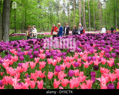 Lubiana, Slovenia. 26 apr 2014. I turisti guarda i tulipani in Volcji Potok arboreto, un giardino botanico vicino a Kamnik, in Slovenia, il 26 aprile 2014. © Zhao Yi/Xinhua/Alamy Live News Foto Stock