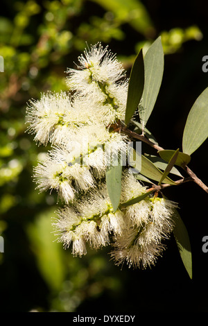 Melaleuca blossoms close-up Foto Stock