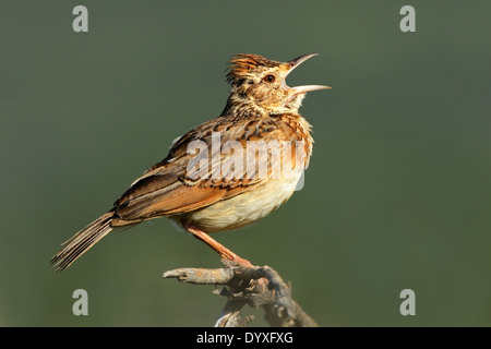 Un rufous-naped lark (Mirafra africana) chiamando, Sud Africa Foto Stock