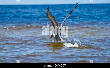 Pelican in Boca Grande Beach, FL, Stati Uniti d'America Foto Stock