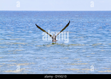 Pelican in Boca Grande Beach, FL, Stati Uniti d'America Foto Stock