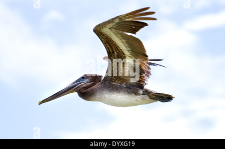 Pelican in Boca Grande Beach, FL, Stati Uniti d'America Foto Stock