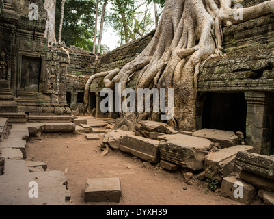 Ta Prohm tempio rovina nella foresta. Siem Reap Cambogia, seta-cotton tree ( Ceiba pentandra ) o thitpok Foto Stock