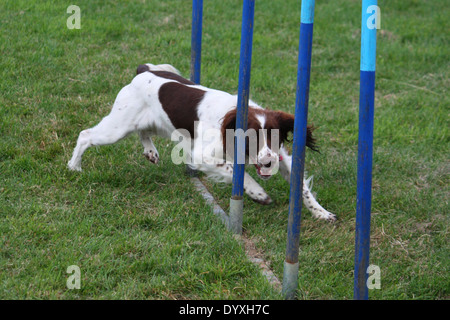 Il tipo di lavoro del fegato e white english springer spaniel tessitura attraverso i poli di agilità Foto Stock