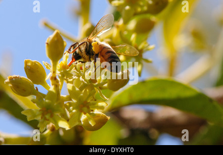 Il miele delle api raccoglie il nettare da fiori in una piantagione di avocado. Fotografato in Israele nel Marzo Foto Stock