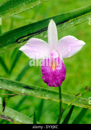 Fiori di orchidea, Tortuguero Tortuguero National Park, Limon Provincia, Costa Rica. Foto Stock