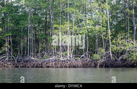 Alberi di mangrovie crescere nel fango del rio Sierpe. Sierpe, Costa Rica Foto Stock