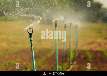 Aprile 24, 2014 - Chiang Saen, Chiang Rai, Thailandia - acqua dal fiume Mekong irriga un nuovo impianto di campo di mais in una pianura alluvionale del fiume Mekong nella provincia di Chiang Rai. Provincia di Chiang Rai nel nord della Thailandia è nel mezzo dell'annuale stagione secca. Non c'è stata alcuna significativa pioggia in mesi e il livello del fiume Mekong è caduta. Come il livello del fiume scende, barca operatori beach le loro barche per eseguire i lavori di manutenzione e di alcuni dei grandi cinese imbarcazioni da carico non può andare a valle a sud di Chaing Saen perché isole e scanni in forma i canali di spedizione del Mekong. Fa Foto Stock