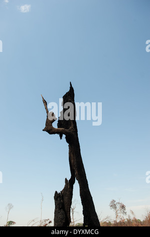 Mato Grosso, Brasile. Lonely albero bruciato il moncone in piedi in isolamento come una figura scolpita in un recente area disboscate. Foto Stock