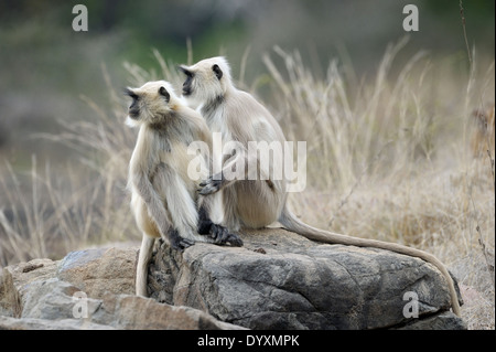 Due Hanuman Langur (Semnopithecus entellus) seduti insieme. Foto Stock