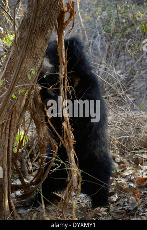 Sloth Bear (Melursus ursinus) profumo marcatura su una struttura ad albero Foto Stock