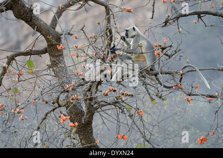 Hanuman Langur (Semnopithecus entellus) mangiare fiori in una struttura ad albero. Foto Stock