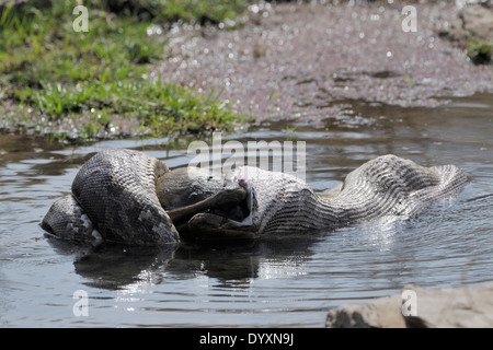 Python (Python molurus) mangia spotted deer (asse asse) vitello in acqua. Foto Stock