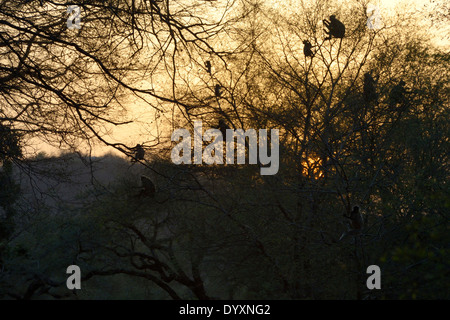 Hanuman Langur (Semnopithecus entellus) seduta nella struttura ad albero nella retroilluminazione durante il tramonto. Foto Stock