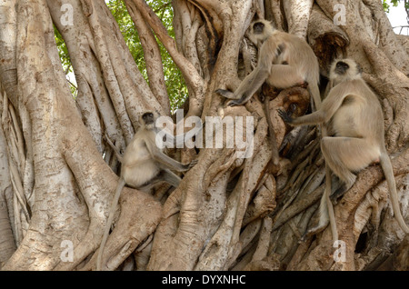 Gruppo di Hanuman langur (Semnopithecus entellus) seduto in un fico. Foto Stock