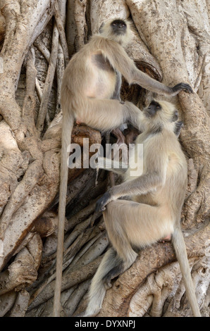 Gruppo di Hanuman langur (Semnopithecus entellus) seduto in un fico. Foto Stock