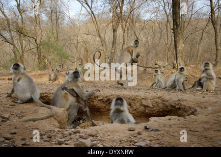 Gruppo di hanuman langur (Semnopithecus entellus) seduta di close-up. Foto Stock