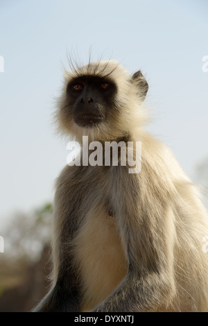 Hanuman Langur (Semnopithecus entellus ritratto). Foto Stock