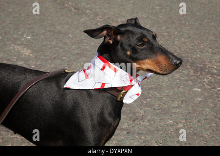 Animali in vestiti in Manchester, UK 27 Aprile, 2014. Manchester Terrier presso il St George's weekend celebrazioni, una famiglia evento tenutosi in Albert Square e Piccadilly, con un'estensione dell'annuale St George parata e una joint venture per contribuire a celebrare l'Inghilterra del Santo Patrono con molte attività & performers. Manchester abbraccia i giorni quando entrambe le feste nazionali e parate hanno lo scopo di portare la città insieme e fornire Mancunians con un evento in cui le diverse identità nazionali vengono celebrati. Foto Stock