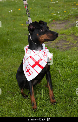 Animali in vestiti in Manchester, UK 27 Aprile, 2014. Manchester Terrier presso il St George's weekend celebrazioni, una famiglia evento tenutosi in Albert Square e Piccadilly, con un'estensione dell'annuale St George parata e una joint venture per contribuire a celebrare l'Inghilterra del Santo Patrono con molte attività & performers. Manchester abbraccia i giorni quando entrambe le feste nazionali e parate hanno lo scopo di portare la città insieme e fornire Mancunians con un evento in cui le diverse identità nazionali vengono celebrati. Foto Stock