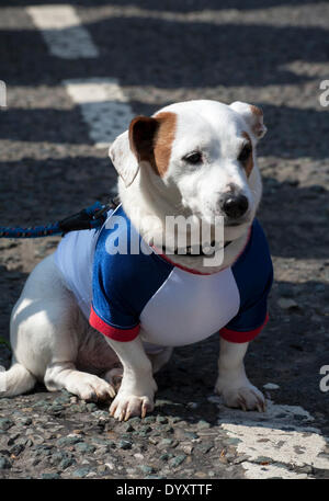 Manchester, Regno Unito 27 aprile, 2014. St George's weekend celebrazioni, una famiglia evento tenutosi in Albert Square e Piccadilly, con un'estensione dell'annuale St George parata e una joint venture per contribuire a celebrare l'Inghilterra del Santo Patrono con molte attività & performers. Manchester abbraccia i giorni quando entrambe le feste nazionali e parate hanno lo scopo di portare la città insieme e fornire Mancunians con un evento in cui le diverse identità nazionali vengono celebrati. Credito: Cernan Elias/Alamy Live News Foto Stock