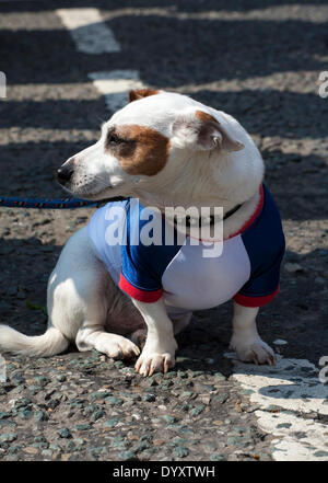 Manchester, Regno Unito 27 aprile, 2014. St George's weekend celebrazioni, una famiglia evento tenutosi in Albert Square e Piccadilly, con un'estensione dell'annuale St George parata e una joint venture per contribuire a celebrare l'Inghilterra del Santo Patrono con molte attività & performers. Manchester abbraccia i giorni quando entrambe le feste nazionali e parate hanno lo scopo di portare la città insieme e fornire Mancunians con un evento in cui le diverse identità nazionali vengono celebrati. Credito: Cernan Elias/Alamy Live News Foto Stock