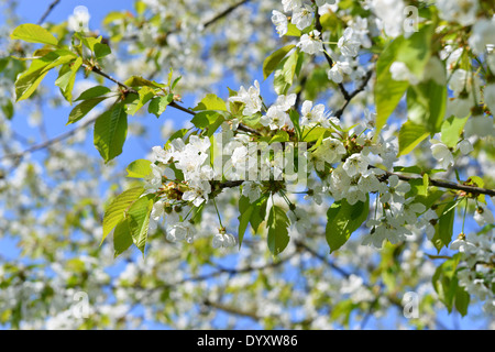 Cherry Plum fioritura Foto Stock