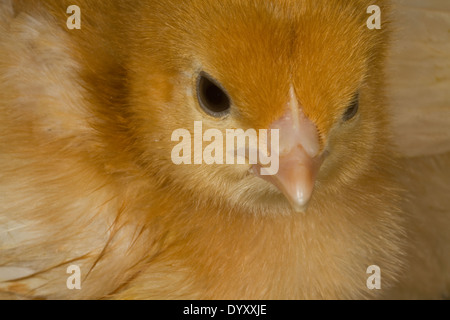 Settimana di età hyline pulcino. Foto Stock