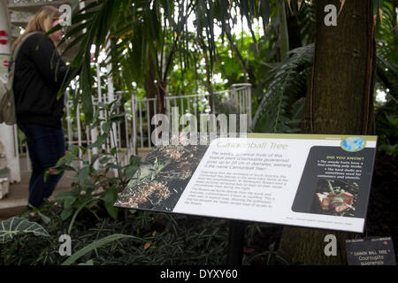 Londra, Regno Unito. 27 apr 2014. Il bilancio del governo tagli e GBP 1.5million riduzione sul finanziamento da parte (DEFRA) Dipartimento per l'ambiente e gli affari rurali threathen il futuro di Kew Gardens come un mondo istituto botanico e 125 posti di lavoro Credit: amer ghazzal/Alamy Live News Foto Stock