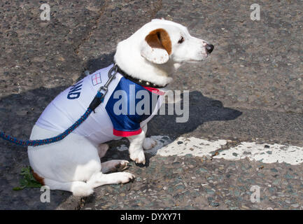 Animali in abiti a Manchester, Regno Unito 27th aprile 2014. Cane seduto con un cappotto inglese che guarda i festeggiamenti del fine settimana di St George, un evento per famiglie che si tiene ad Albert Square e Piccadilly, un'estensione della parata annuale di St George e un'avventura per celebrare il santo patrono dell'Inghilterra, con molte attività e artisti. Manchester abbraccia i giorni in cui sia i festival nazionali che le sfilate mirano a riunire la città e a fornire ai Mancuniani un evento in cui vengono celebrate diverse identità nazionali. Foto Stock