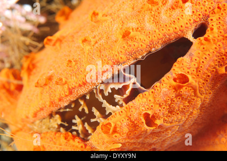 Crenomytilus Mitili (Mytilus grayanus) Giappone Mare, Estremo Oriente, Primorsky Krai, Federazione russa Foto Stock