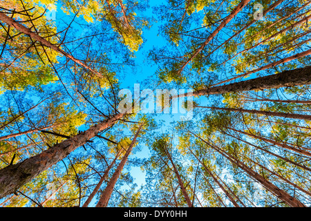 Cerca fino a primavera pineta struttura ad albero per la tettoia. sotto il cielo blu. Vista dal basso ampio angolo di sfondo Foto Stock