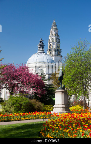 Municipio di Cardiff da Gorsedd Gardens con i tulipani in primo piano nella primavera del Cardiff South Wales UK Foto Stock