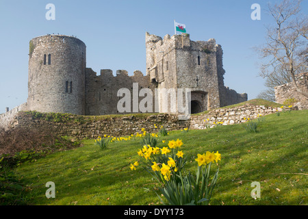 Manorbier Castle in primavera con i narcisi in primo piano Pembrokeshire West Wales UK Foto Stock